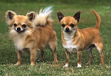 Two chihuahuas, one long-haired and one short-haired