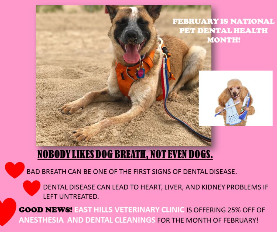 Pet Dental Health Month Savings Loveland Ohio