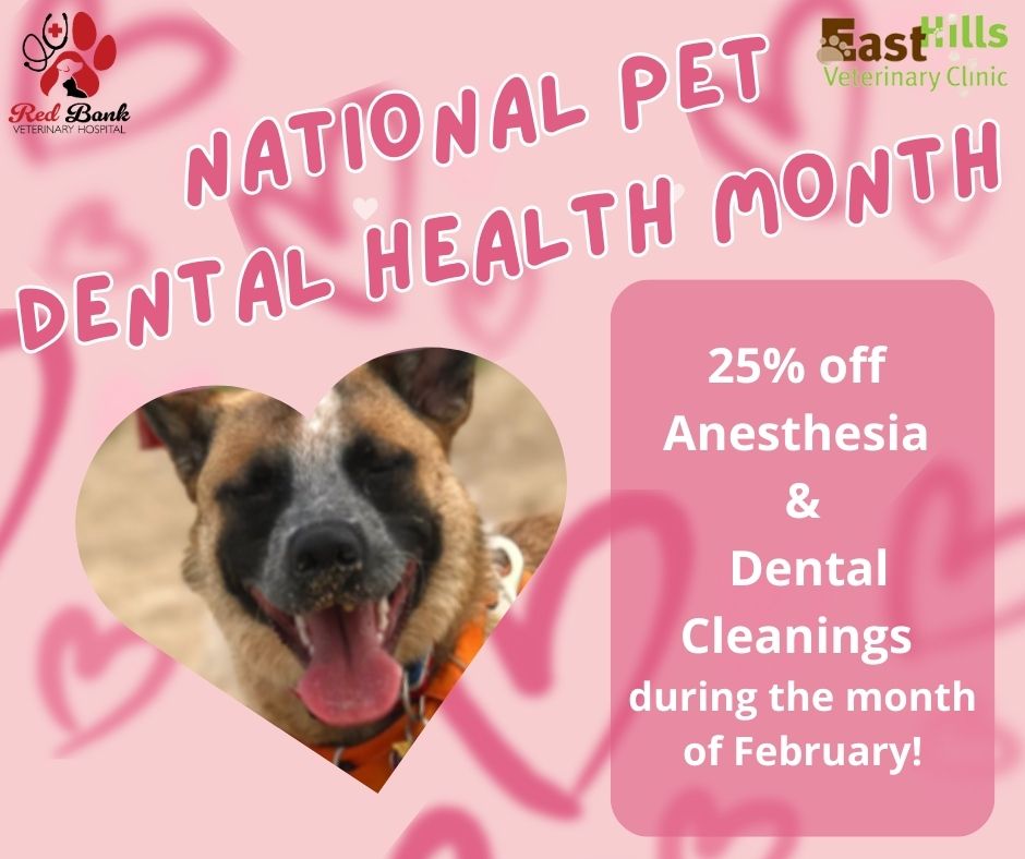 Pet Dental Health Month Savings