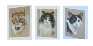 Portraits of Hospital Cats East Hills Vet Hospital Cats