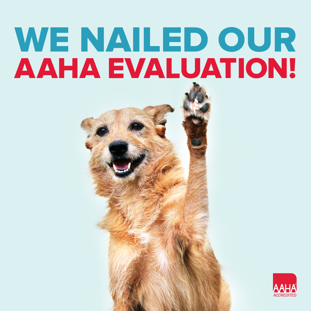 AAHA Reaccreditation Redbank Veterinary Hospital Cincinnati OH