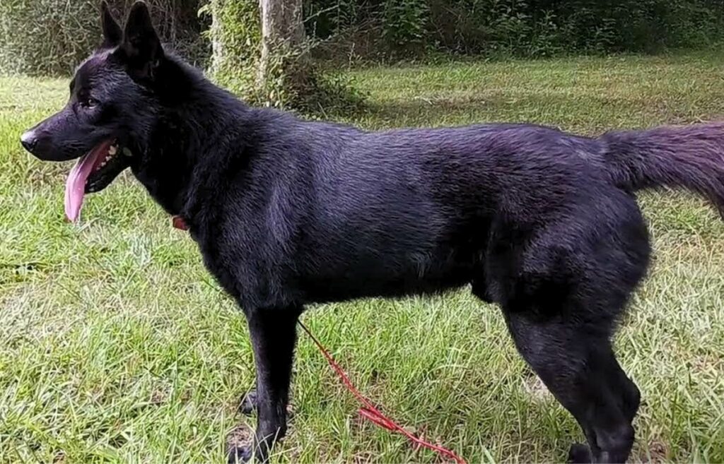 Calupoh dog, the Mexican Wolf Dog