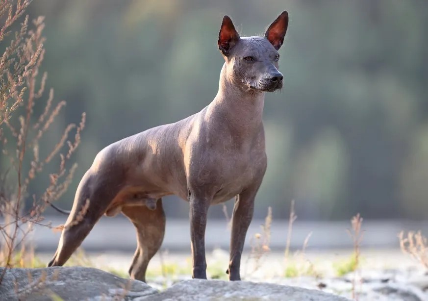 Hairless xolo dog